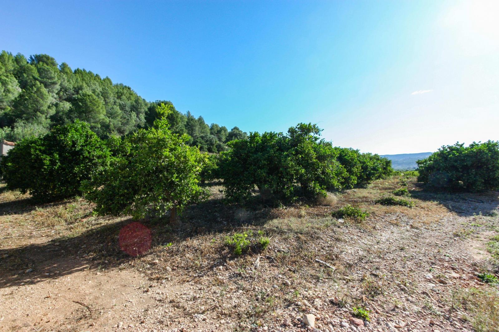 Photo number 3. Land / Ground for sale in Sagra. Ref.: PRT-230962
