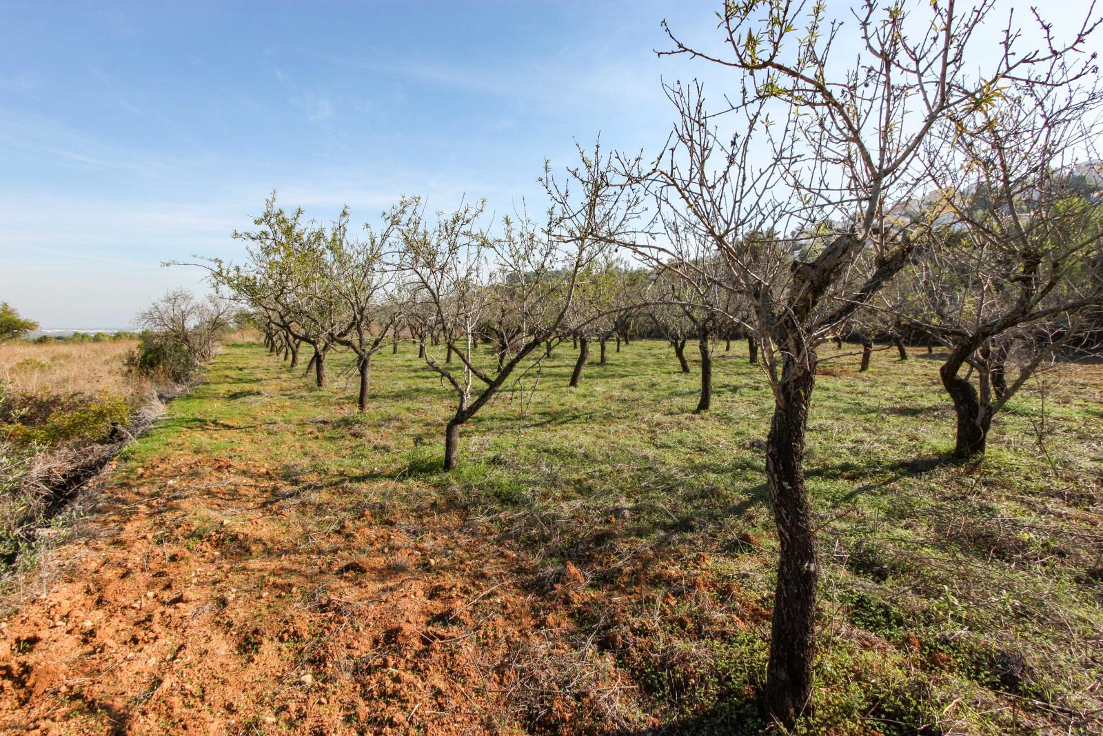 Photo number 4. Land / Ground for sale in Orba. Ref.: PRT-250889
