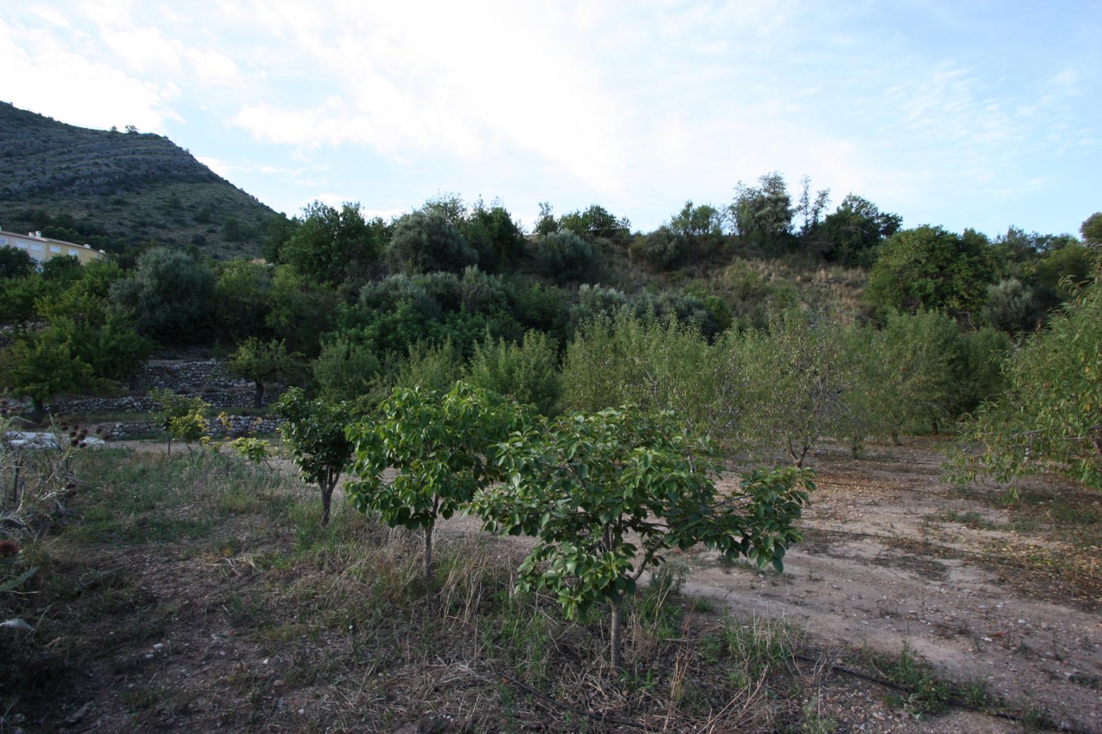 Photo number 11. Villa for sale in Murla. Ref.: PRT-283770