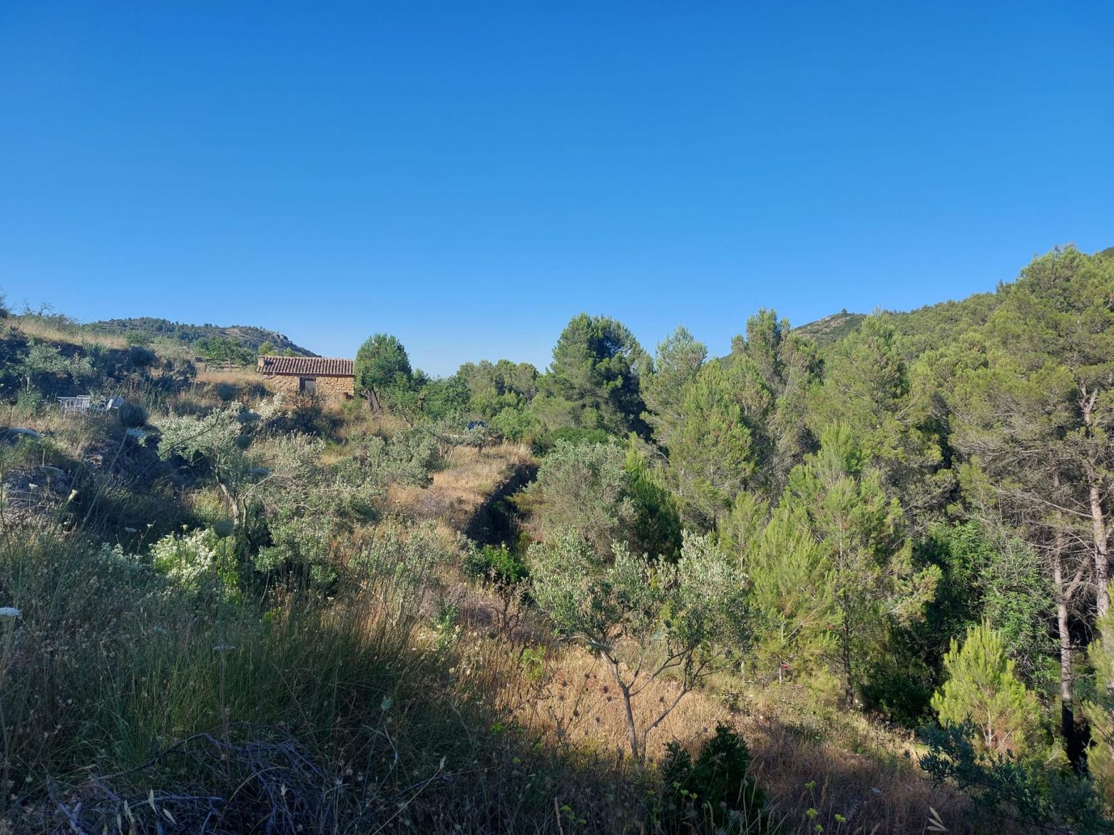 Photo number 6. Land / Ground for sale in Jalón / Xaló. Ref.: PRT-292330