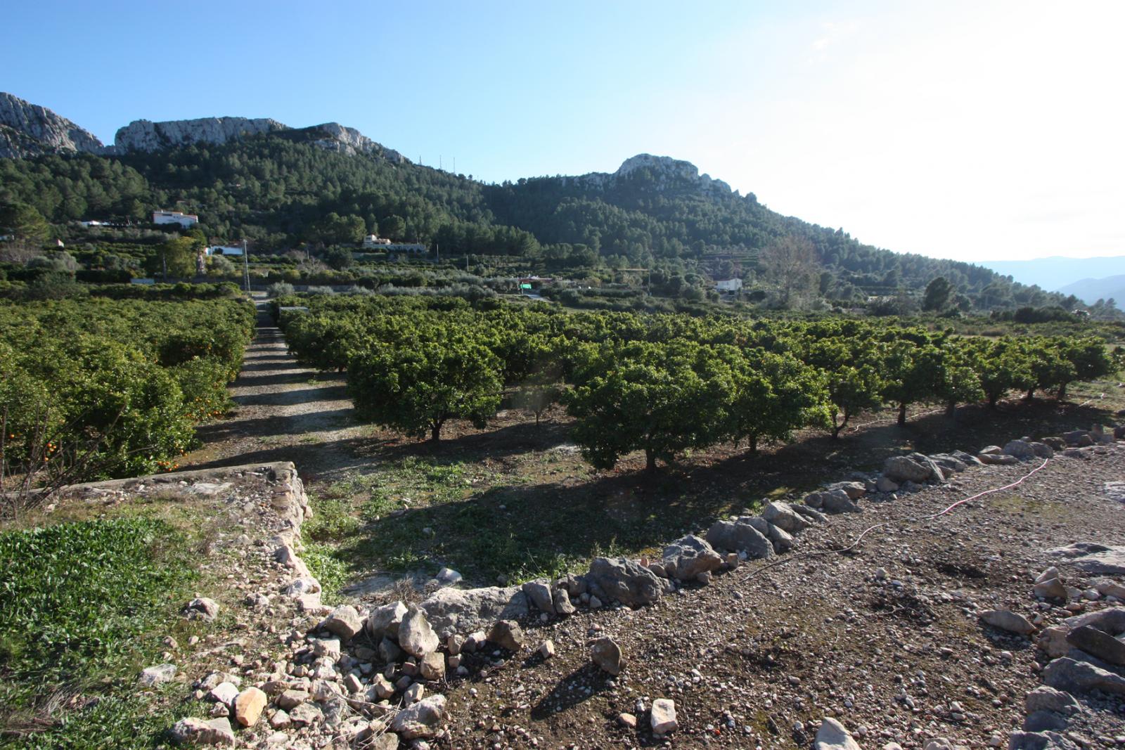 Photo number 4. Land / Ground for sale in Benimeli. Ref.: PRT-294354