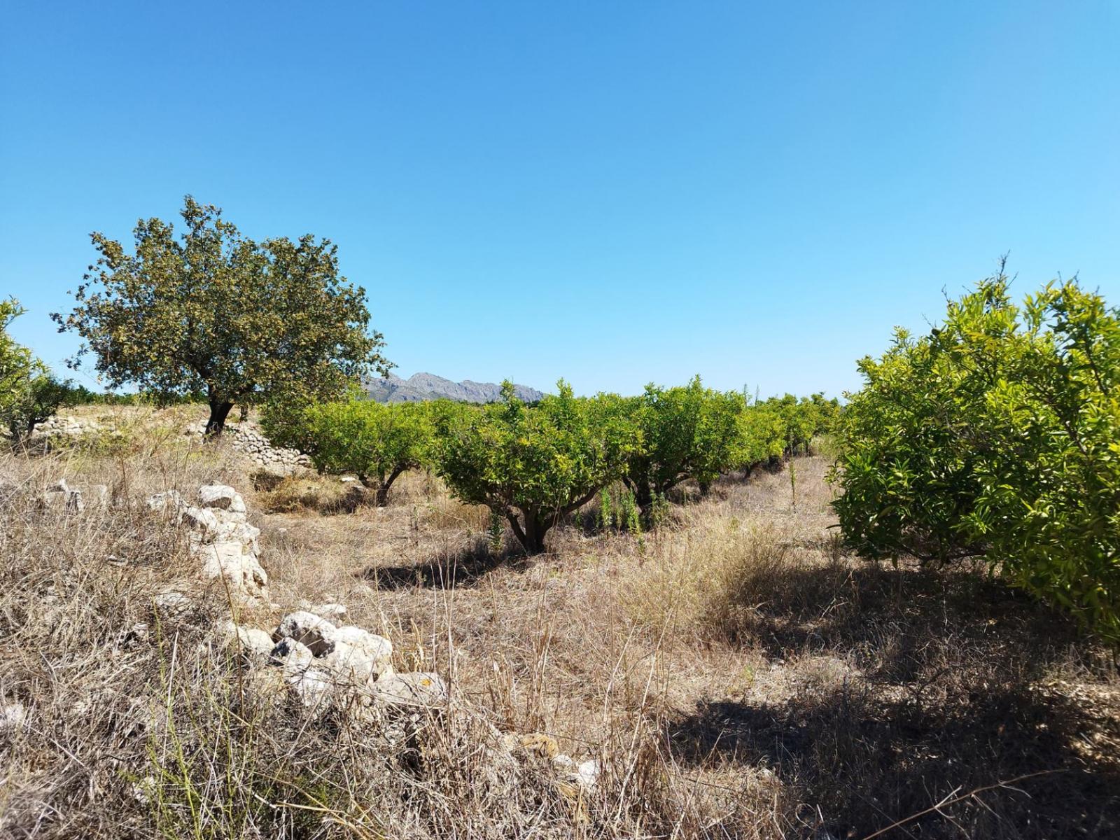 Photo number 7. Land / Ground for sale in Orba. Ref.: PRT-305789