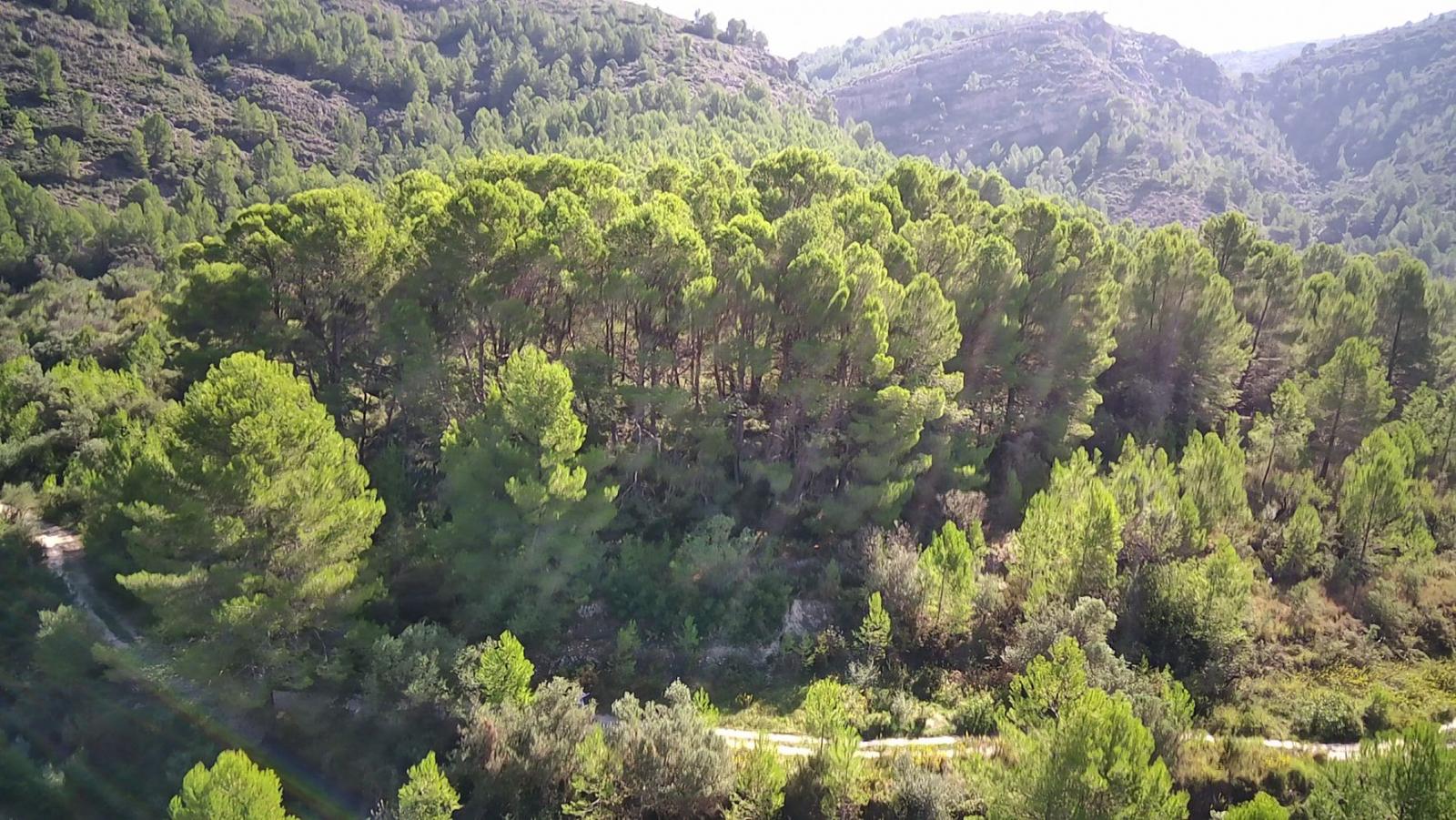 Photo number 7. Land / Ground for sale in Orba. Ref.: PRT-303456