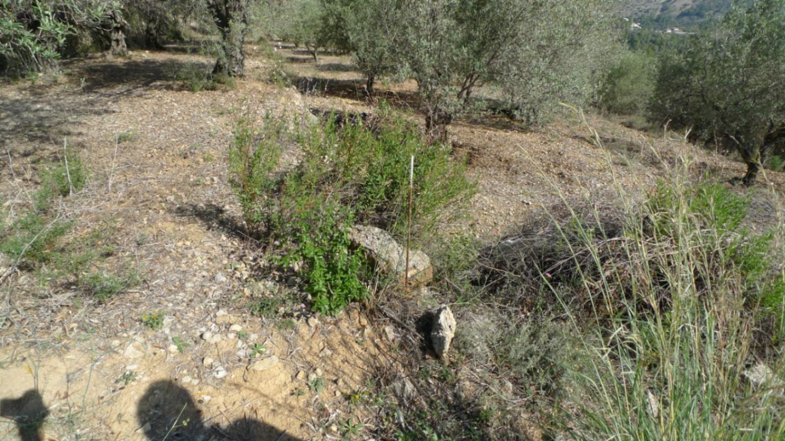 Photo number 10. Land / Ground for sale in Benichembla. Ref.: PRT-318147