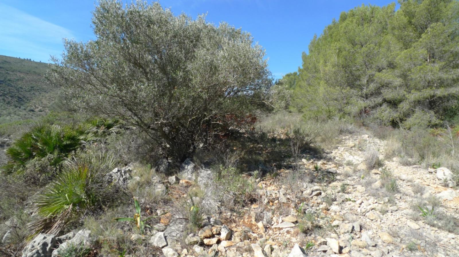 Photo number 2. Land / Ground for sale in Benichembla. Ref.: PRT-318147