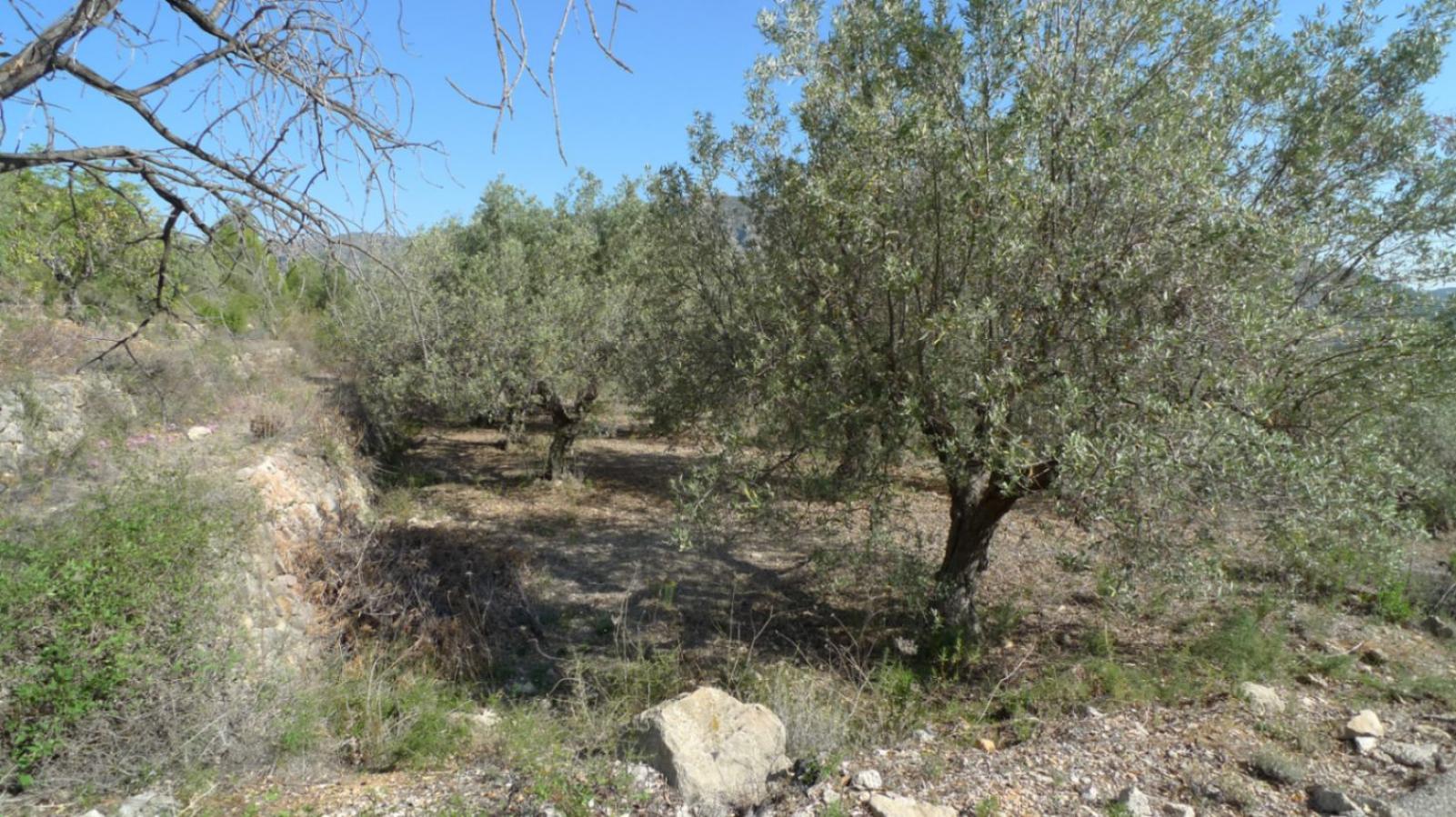 Photo number 9. Land / Ground for sale in Benichembla. Ref.: PRT-318147