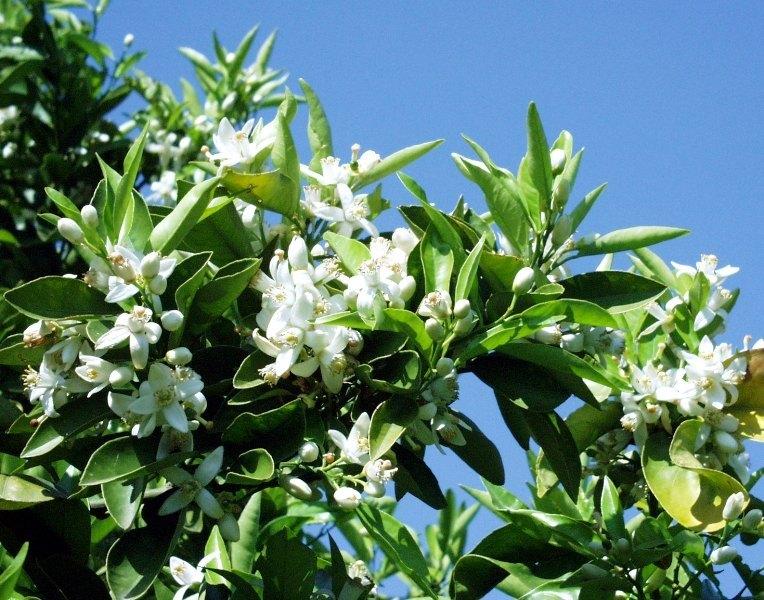 Photo number 6. Land / Ground for sale in Orba. Ref.: PRT-109299