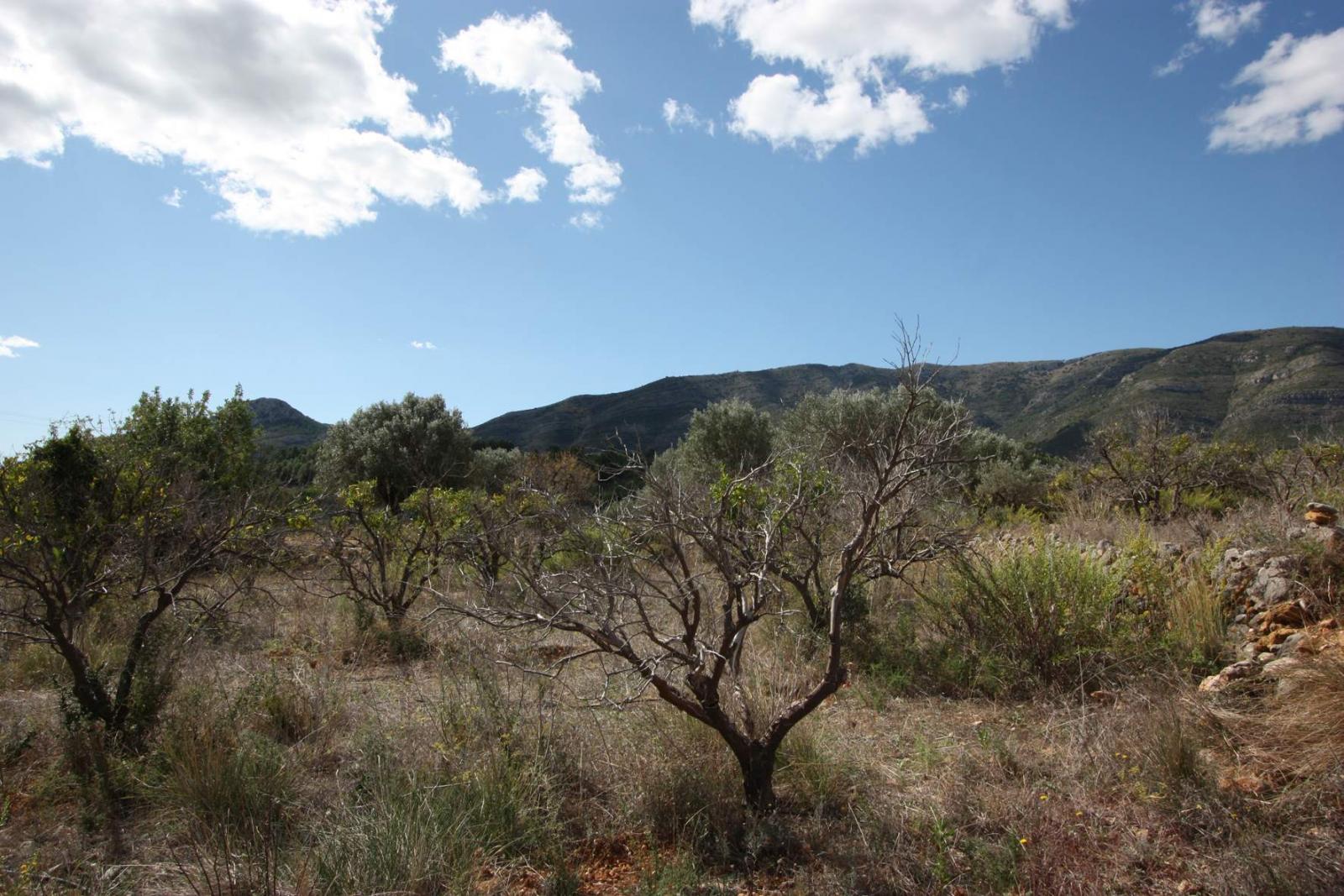 Fotografia nº4 del solar / terreno en Venta en Murla. Ref.: PRT-245184