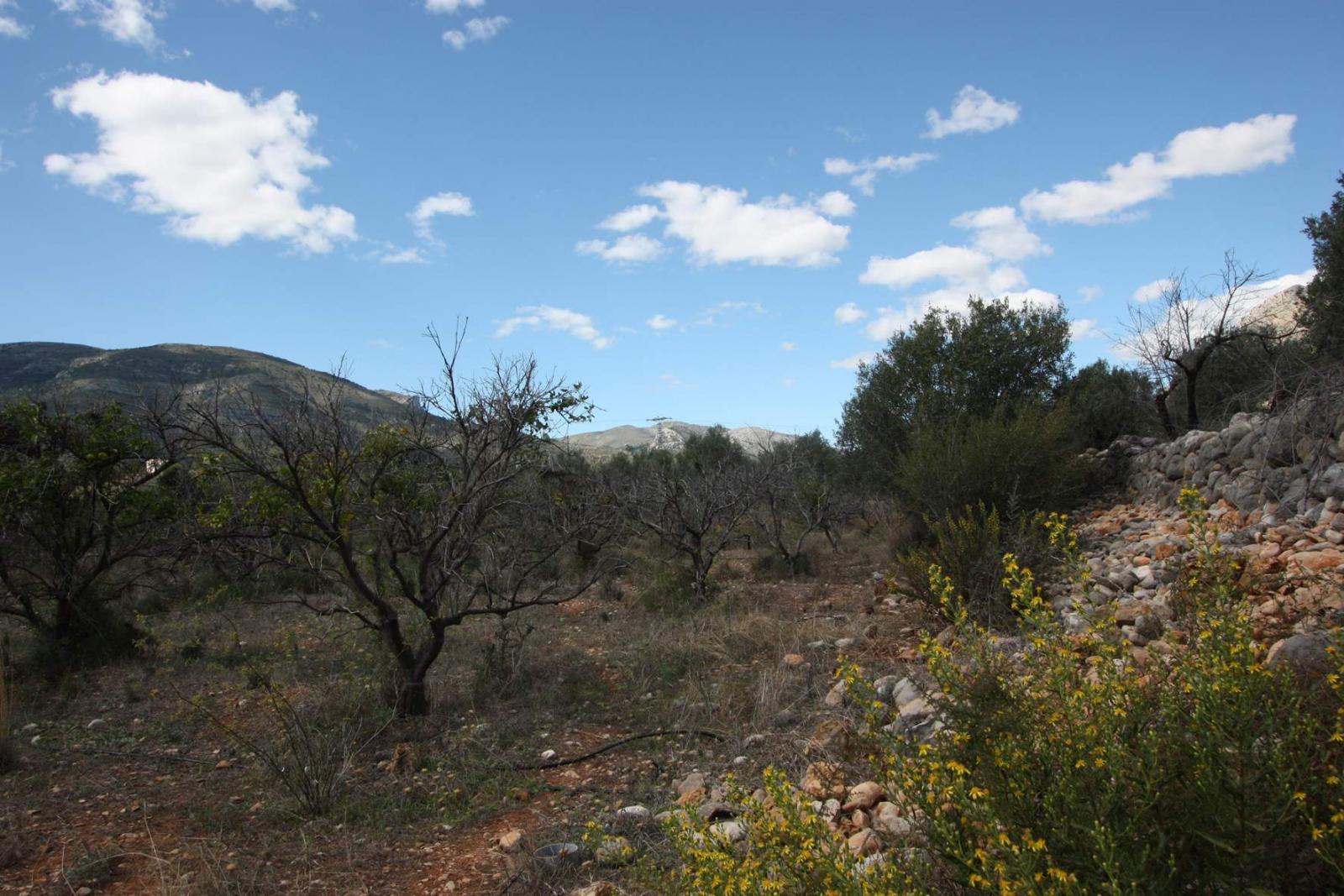 Fotografia nº5 del solar / terreno en Venta en Murla. Ref.: PRT-245184